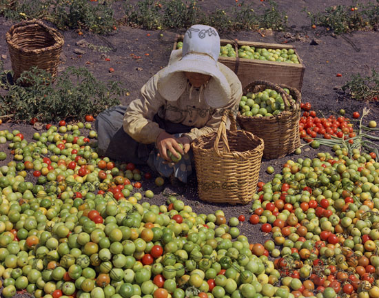 Mujer Separando Tomates - Foto Aos 60