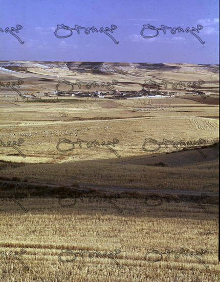 Vista Del Pueblo Y Campos De Trigo (rastojos Con Ovejas) - Foto Aos 60