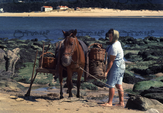 Cargando Un Burro Con Algas En La Ria De Arosa - Foto Aos 60