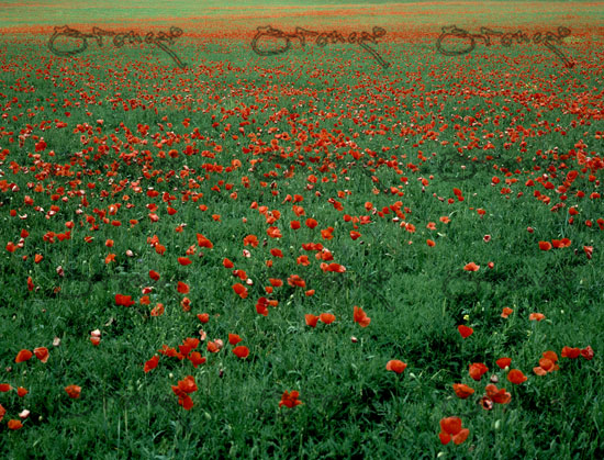 Plantacion De Garbanzos Con Amapolas